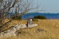 Snowy Owl (Bubo scandiacus).